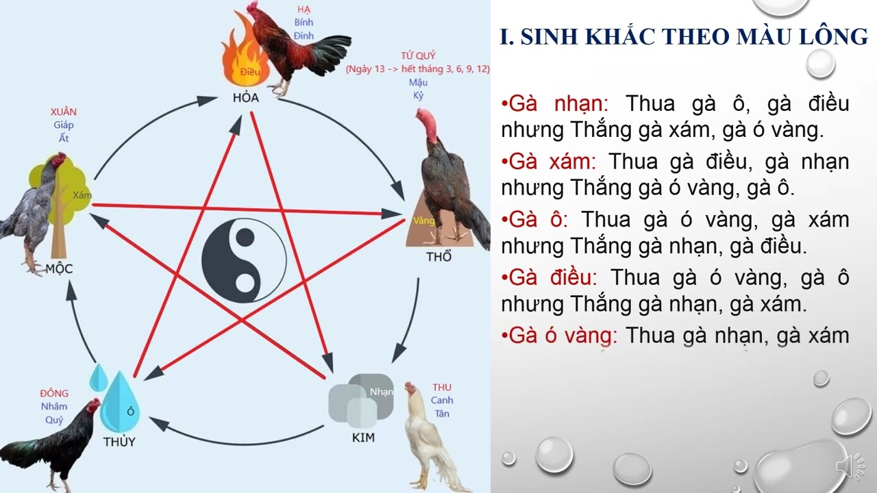 Ngũ Hành Gà Chọi: Bí Quyết Chọn Gà Theo Phong Thủy Để Chiến Thắng Mọi Trận Đấu